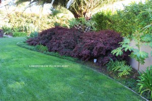 Loropetalum 'Plum Delight' 3